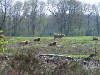 Klik op de foto voor groter formaat